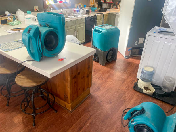 Best Mold removal after water damage  in Bellevue, OH