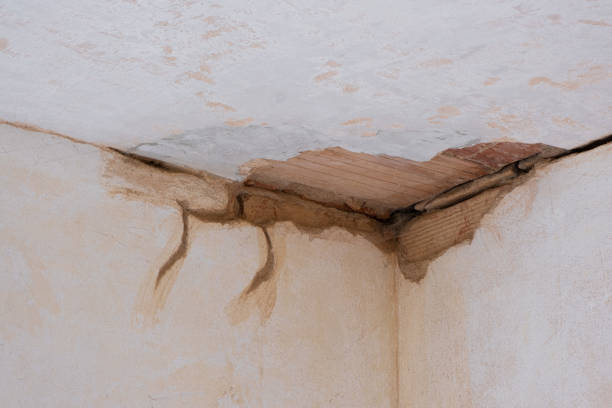 Best Professional water damage repair  in Bellevue, OH