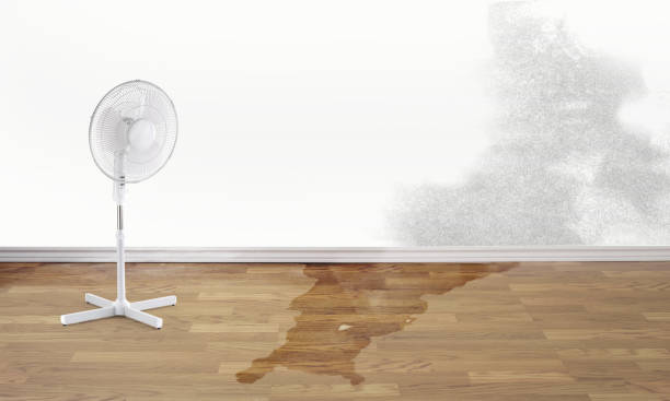 Best Basement water damage restoration  in Bellevue, OH